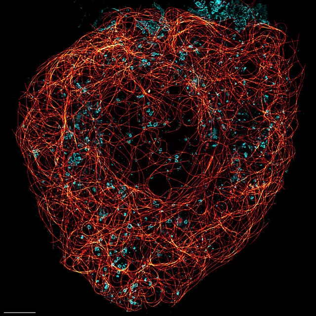 Live Cell