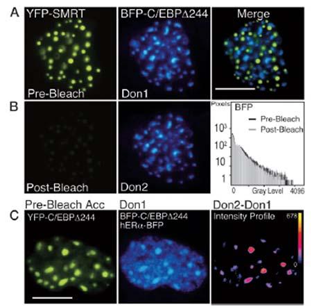 WF-Figure 2