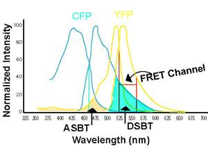  Name cfp-yfp_new