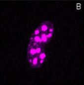 mp-fret1-uncorrfret_0