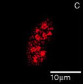 mpfret1-corrfret