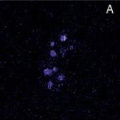 mpfret1-donor